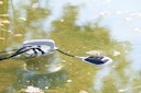 Vorschaubild Pontec Entwässerungspumpe PondoDrain Mud 19000