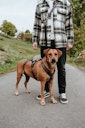 Vorschaubild Hunter Geschirr Sicherheit Maldon orange Hundegeschirr