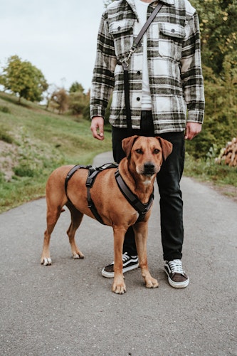 Hunter Geschirr Sicherheit Maldon orange Hundegeschirr