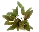 Vorschaubild Cryptocoryne wendtii 'braun' Topf