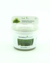 Vesicularia ferriei In-Vitro