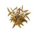 Vorschaubild Alternanthera reineckii 'Mini'