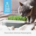Vorschaubild GimCat Soft-Gras 100g Nahrungsergänzung für Katzen
