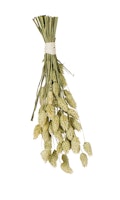 JR FARM Birds Kanariensaat 20g Vogelsnack