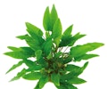 Cryptocoryne wendtii 'grün' TopfVorschaubild